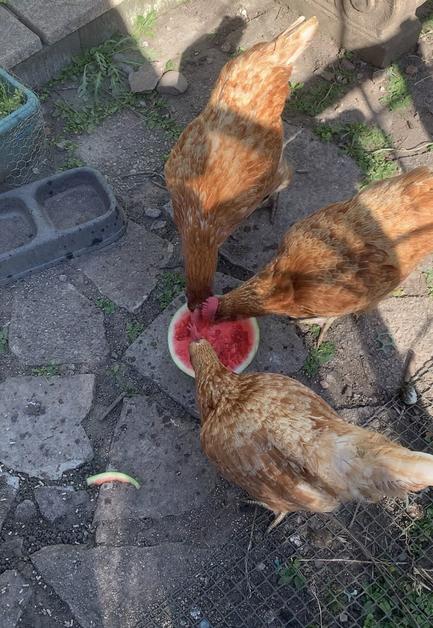 hens eating watermelon