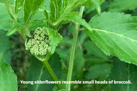 young elderflowers look like broccoli