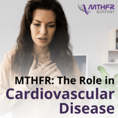 MTHFR - The Role in Cardiovascular Disease