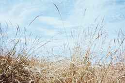 Wheat sky Annie Spratt