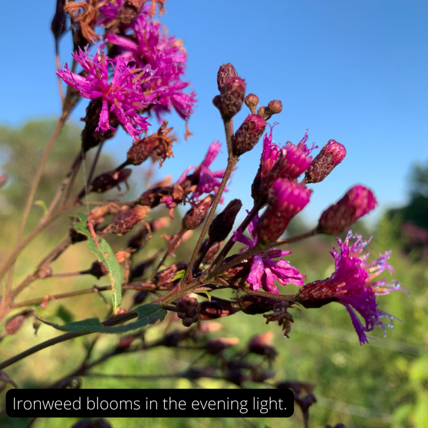 Ironweed blooms