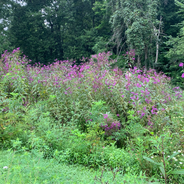 Large patch of ironweed