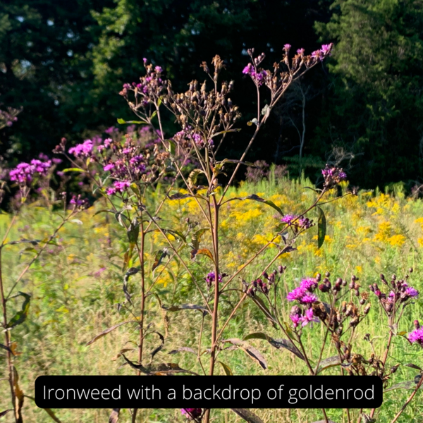 Ironweed  with goldenrod background
