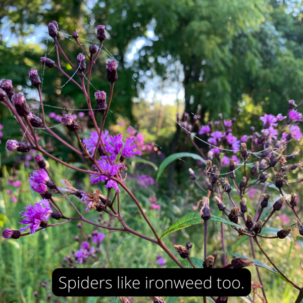 Spiders like the ironweed too.