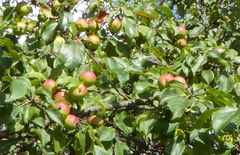 HarvestApples