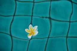 flower-in-pool