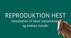 Reproduktion hest product card Simplero