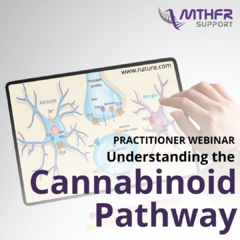 Understanding the Cannabinoid Pathway Replay