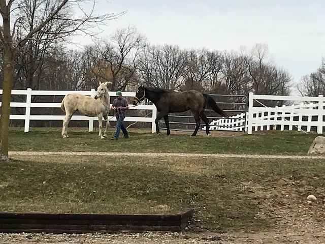 bringing in horses