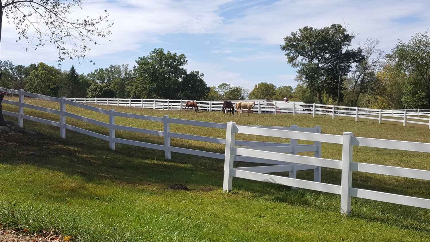 White fence pasture