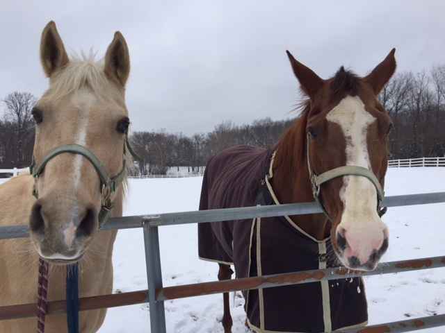horses+in+snow