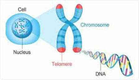 telomere-medicine-miami-beach-comprehensive-wellness-center