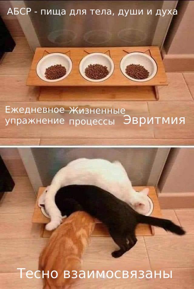 ABSR Katzen RU