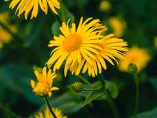 Arnica-montana-arnica-732x549-thumbnail