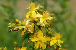 1200px-Saint_John's_wort_flowers