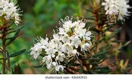 ledum-palustre-rhododendron-tomentosum-plant-260nw-436543915