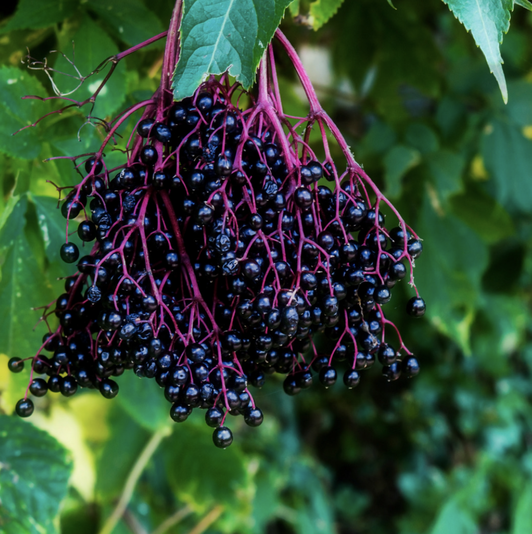 European Elderberry berries