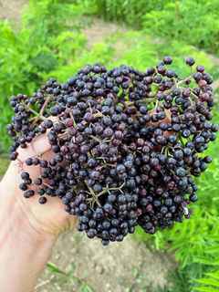 American Elderberry