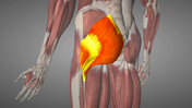 The glutes