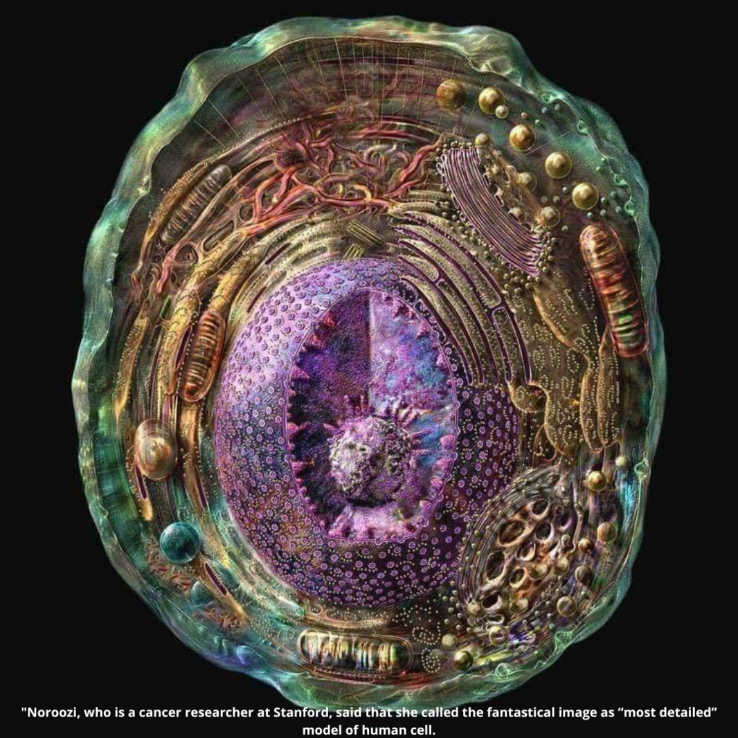 Noroozi, who is a cancer researcher at Stanford, said that she called the fantastical image as “most detailed” model of human cell.