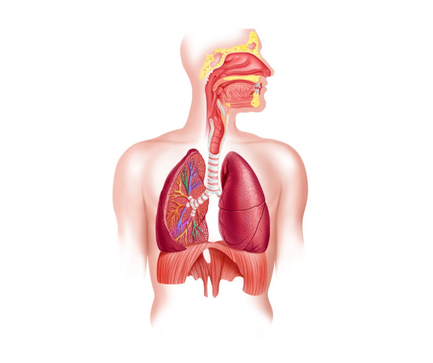 Lungs and diaphragm