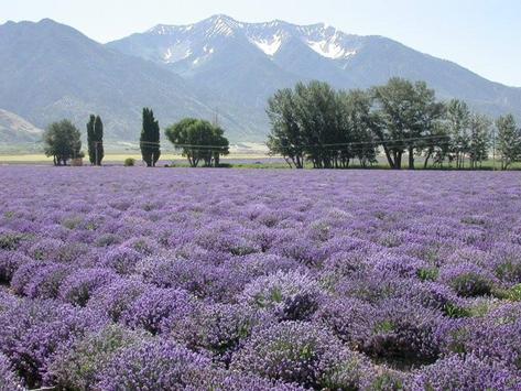 Pamela in a lavender field smiling