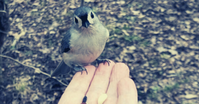 BL00 - What bird-noticing can teach us about mindfulness