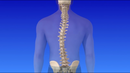 practice for scoliosis for members