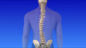 practice for scoliosis for members