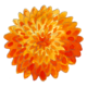 Flower Orange Transparent Background
