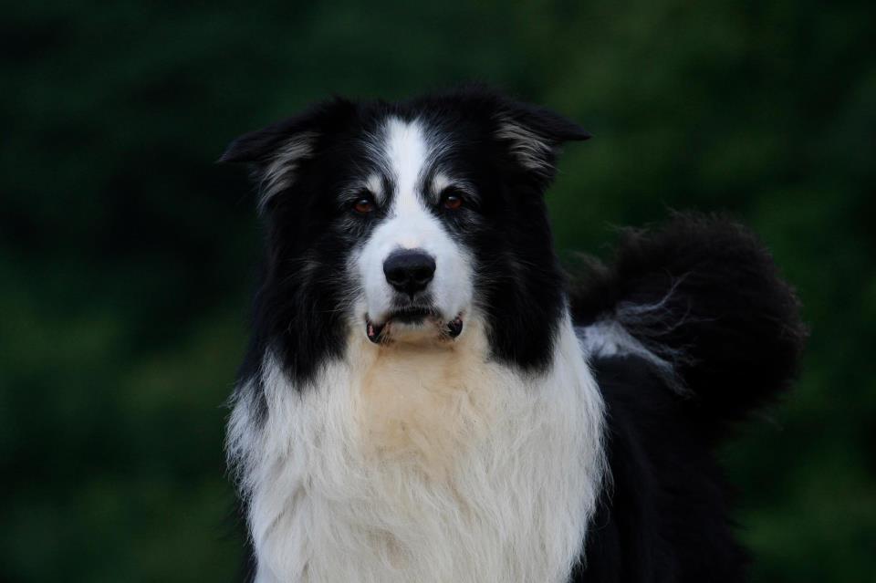 Bailey