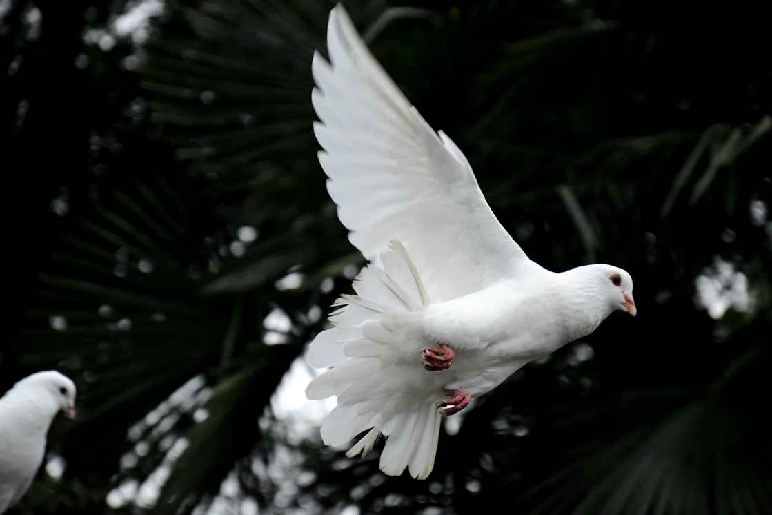 photo-A white dove flying