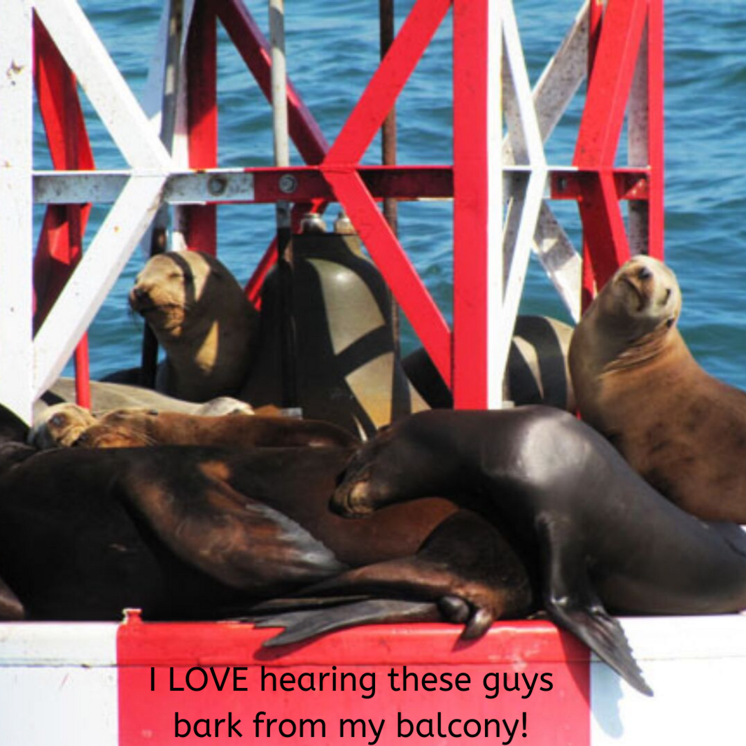 I-Love-Hearing-These-Sea-Lions-From-My-Balcony-Erica-Duran