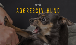 Aggressive Dog-2