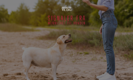 signals between humans and dogs-2