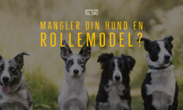 does your dog need a rolemodelOU-2 (3)