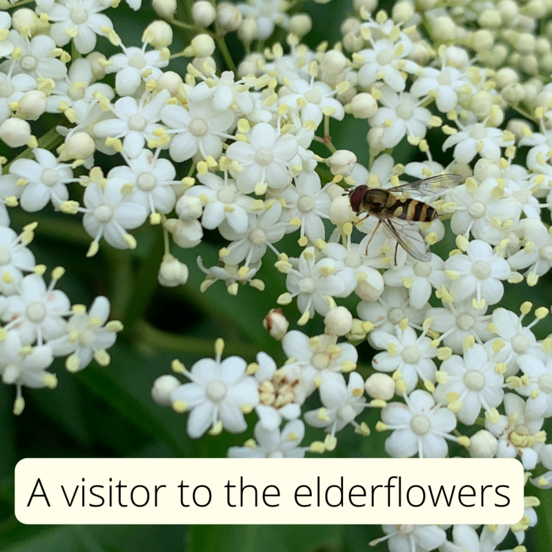 insect on elderflowers