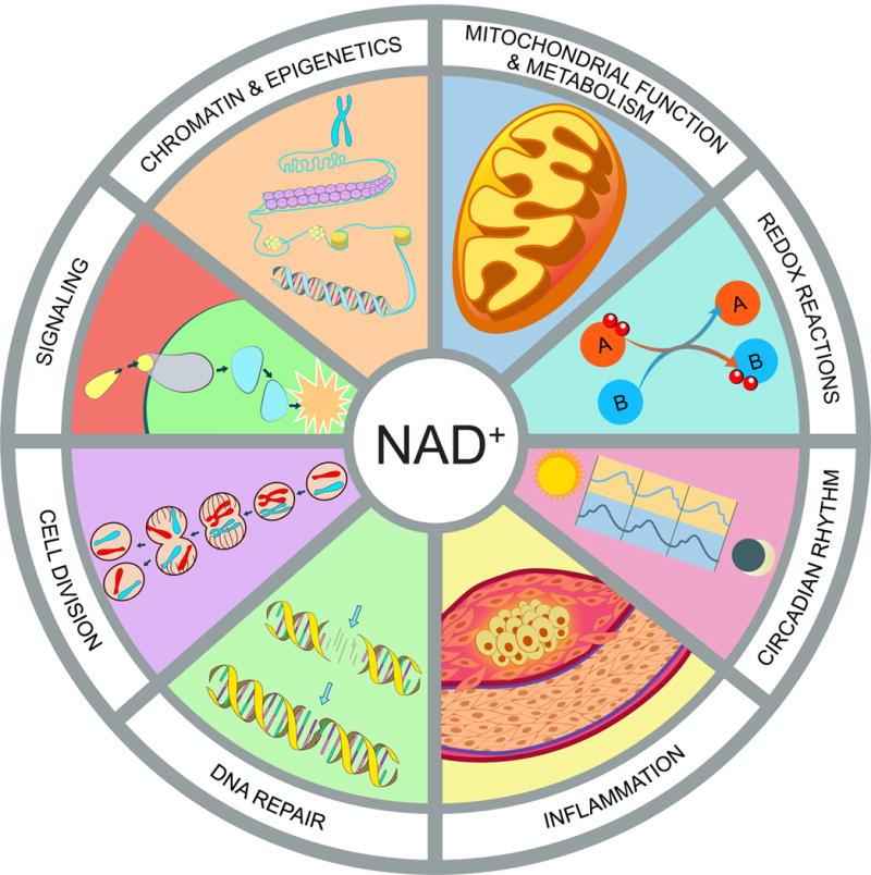 Therapeutic-Potential-of-NAD-Boosting-Molecules