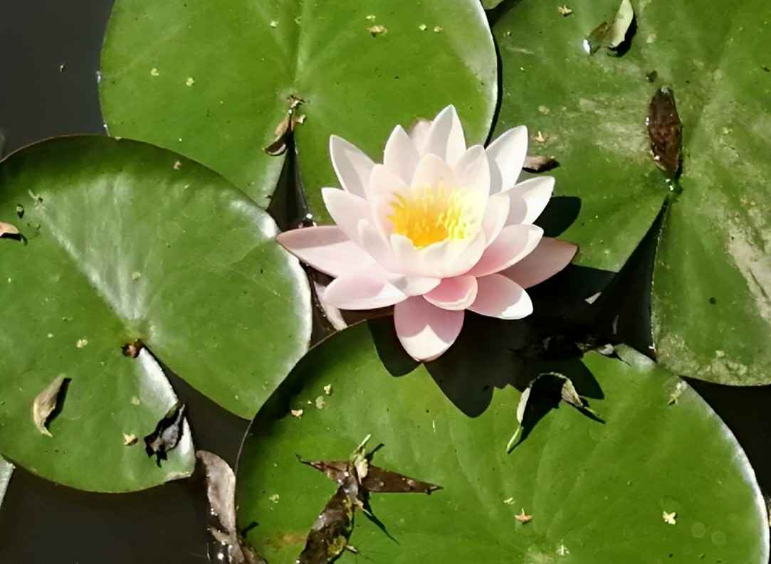 Hintergrund lotus