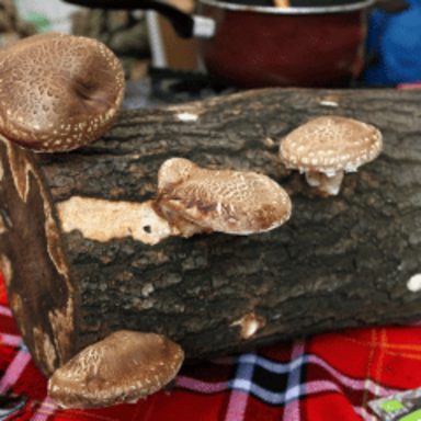Katie - Shiitake Mushroom logs