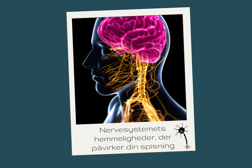 Nervesystemets hemmeligheder 1