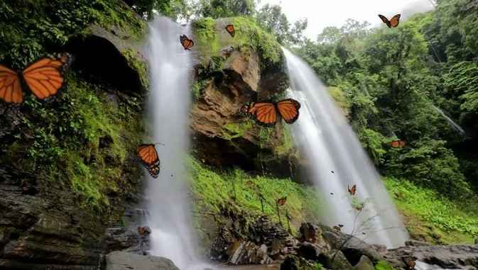 butterfly waterfall