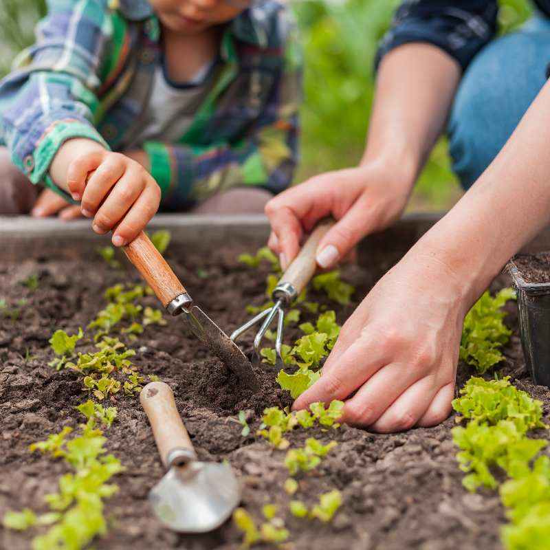 children-planting-salad