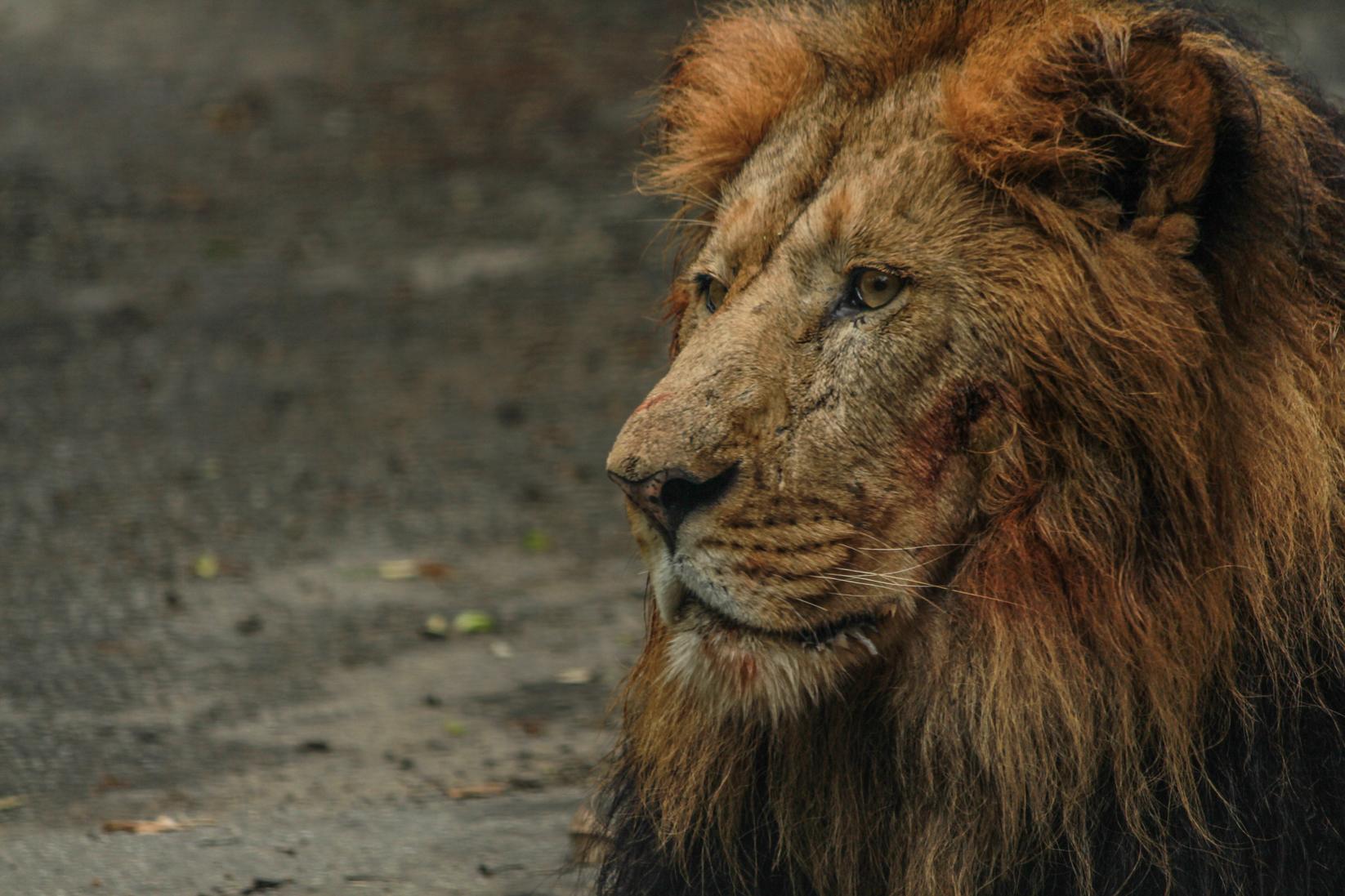 1-U Lion_Panthera_leo_02