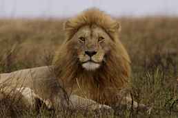 2-Au Serengeti_National_Park_08_-_lion_-_Panthera_leo