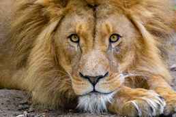 3-Ei mammal-lion-vertebrate-wildlife-hair-felidae-1621686-pxhere.com