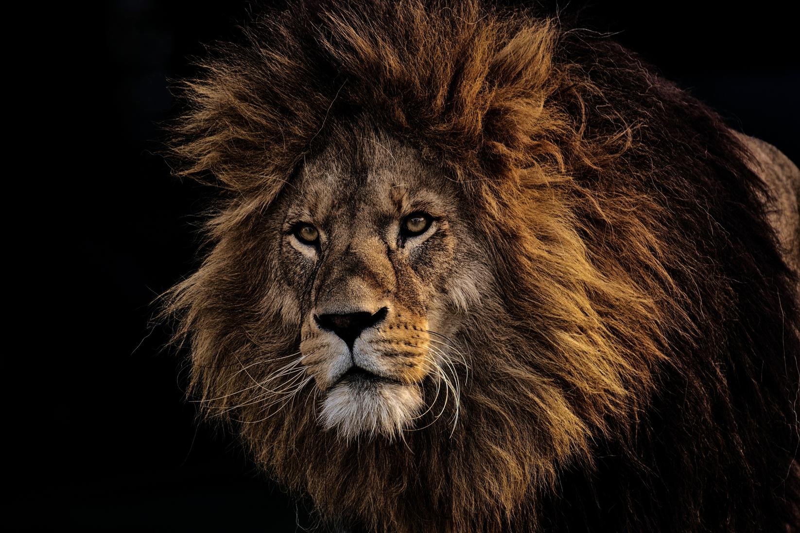 4-E Lion