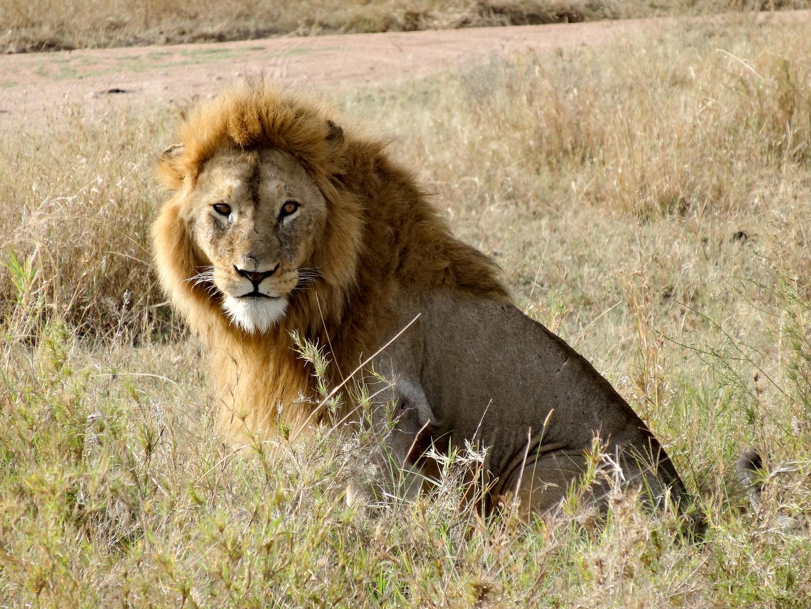 5-I Lion