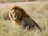 5-I Lion