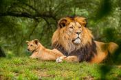 7-A lion